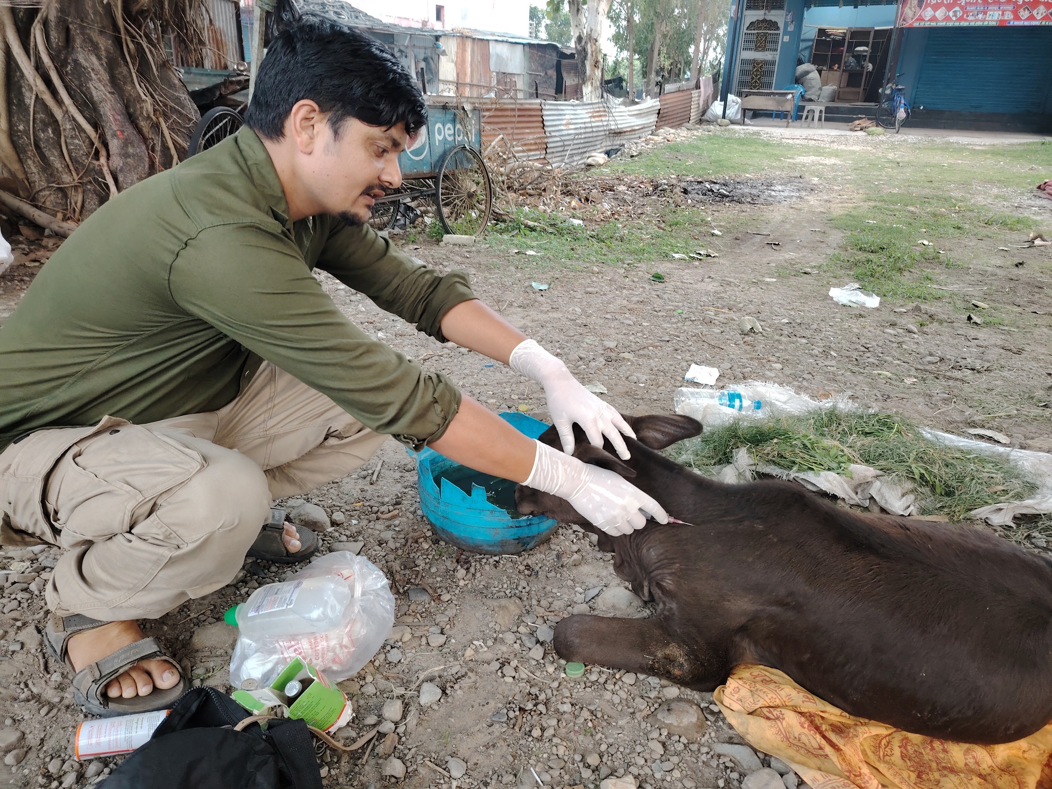 ७ वर्षदेखि घाइते छाडा चौपायाको उद्धारमा कञ्चनपुरका विष्णु